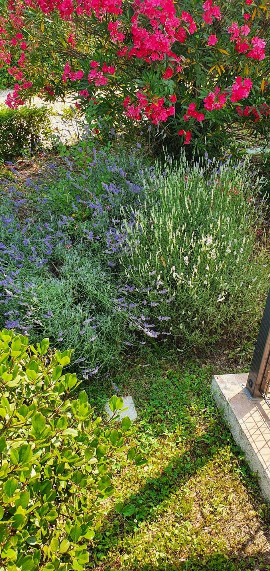 B&B Villa Maria Terni Exterior photo